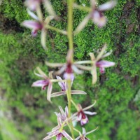 Cymbidium aloifolium (L.) Sw.